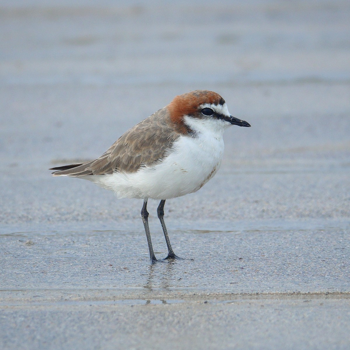 Red-capped Plover - ML209541181