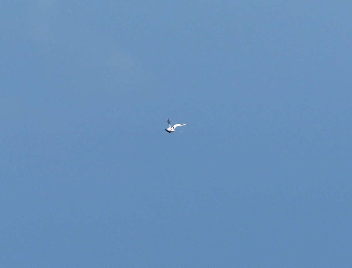 White-tailed Tropicbird - ML209542481