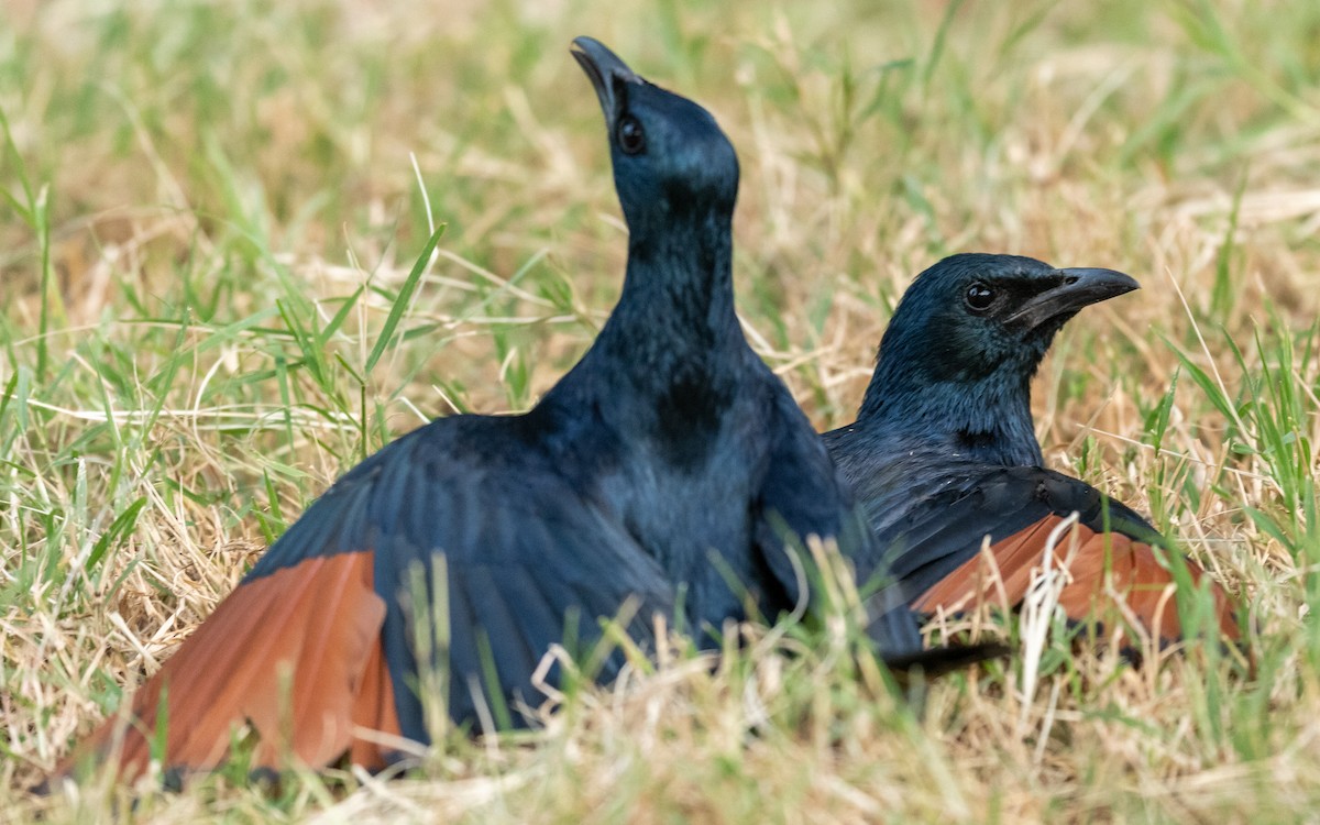 Red-winged Starling - ML209542821