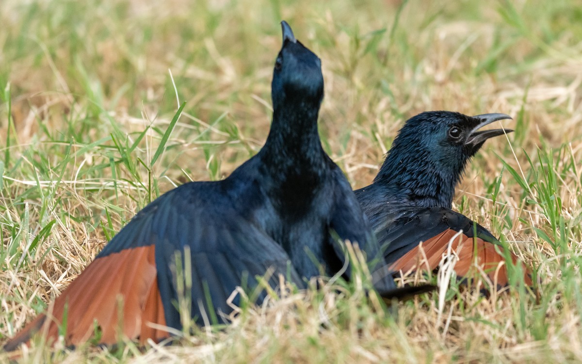 Red-winged Starling - ML209542841