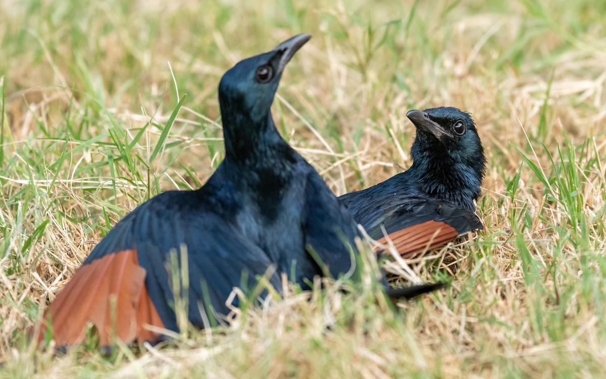 Red-winged Starling - ML209542871
