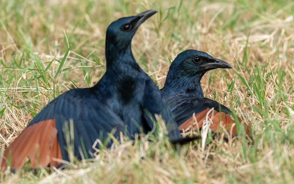 Red-winged Starling - ML209542881
