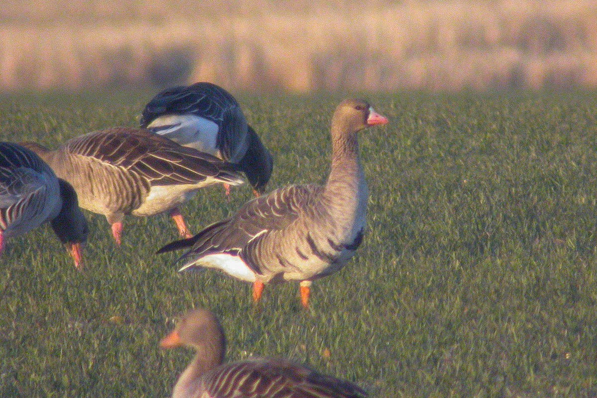 Greater White-fronted Goose - ML209548701