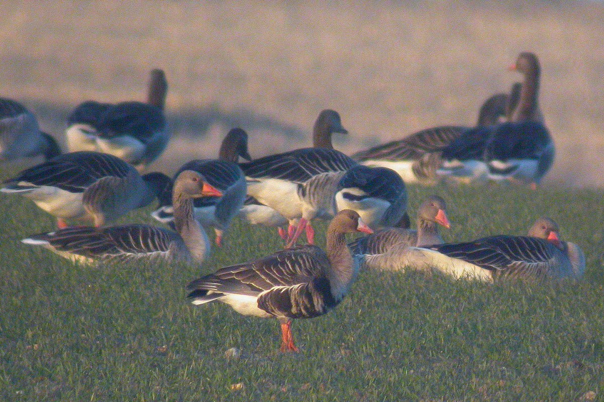 Greater White-fronted Goose - ML209548711