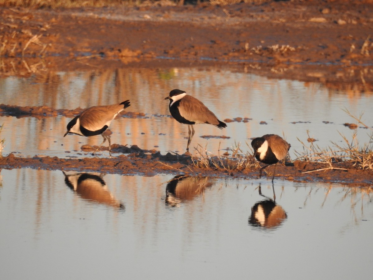 Spur-winged Lapwing - ML209550161