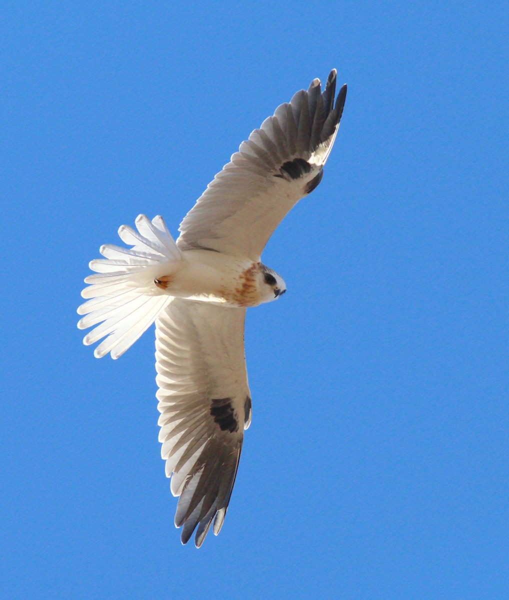 White-tailed Kite - ML20955301