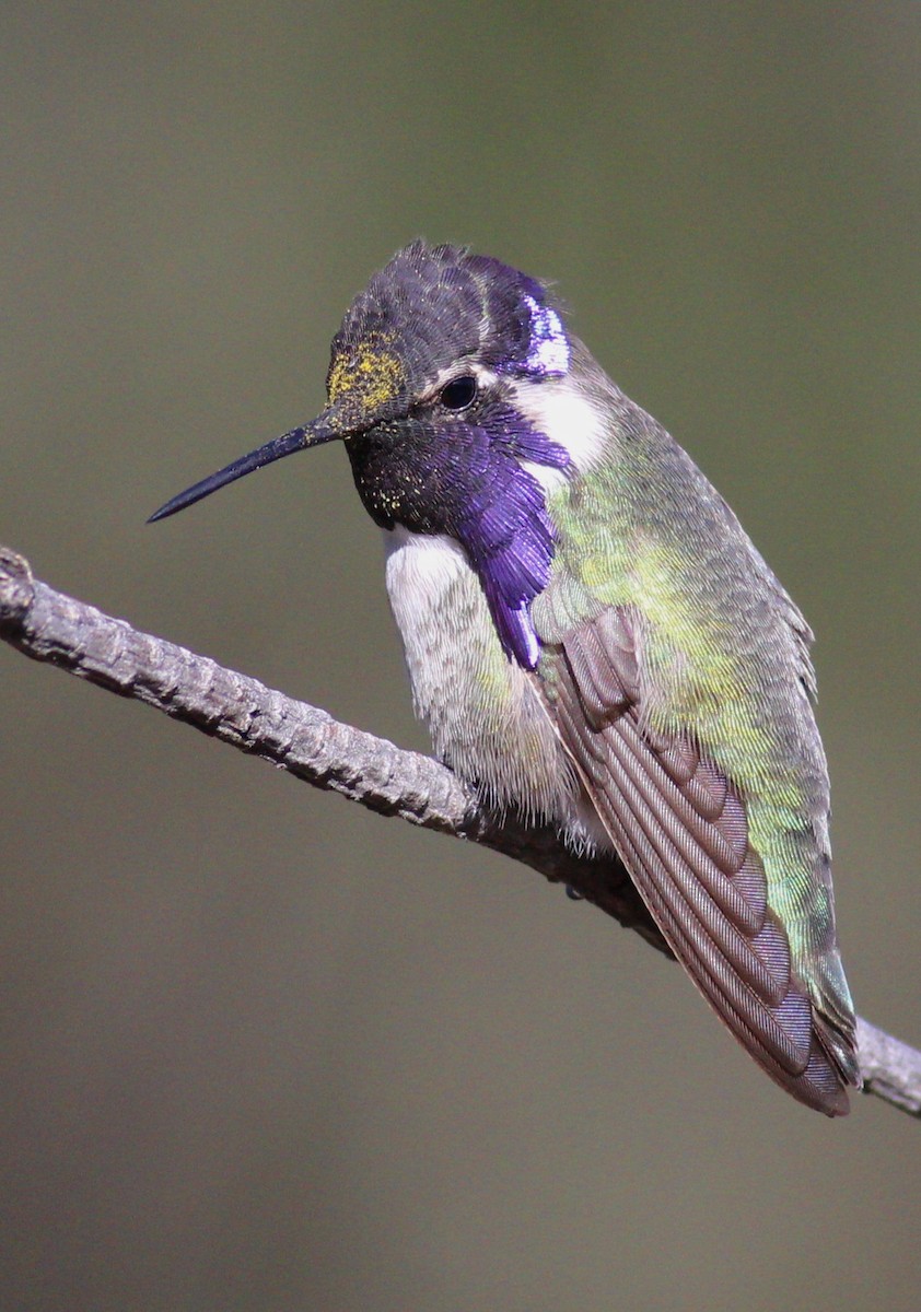 Costa's Hummingbird - Terry Sohl