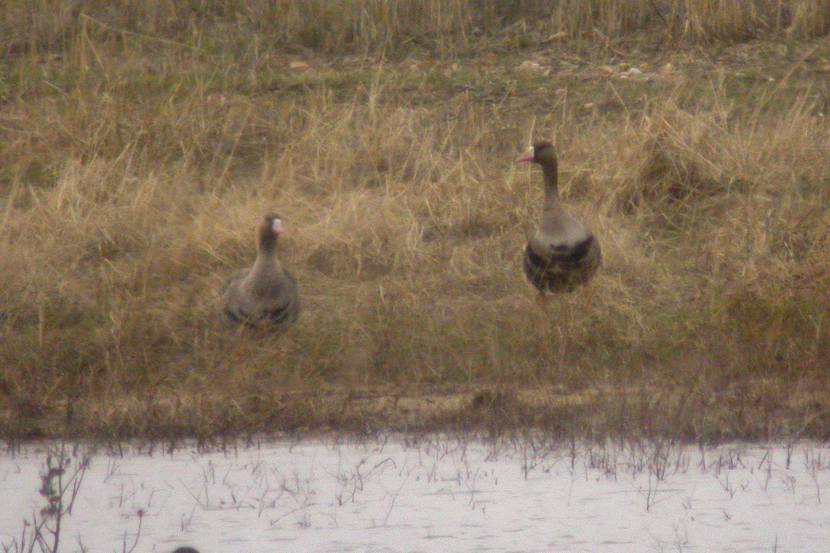 Greater White-fronted Goose - ML209559551