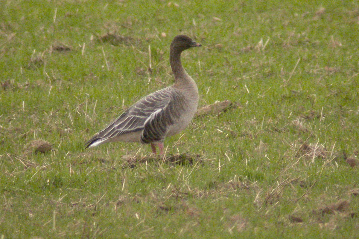 Pink-footed Goose - Miguel Rouco
