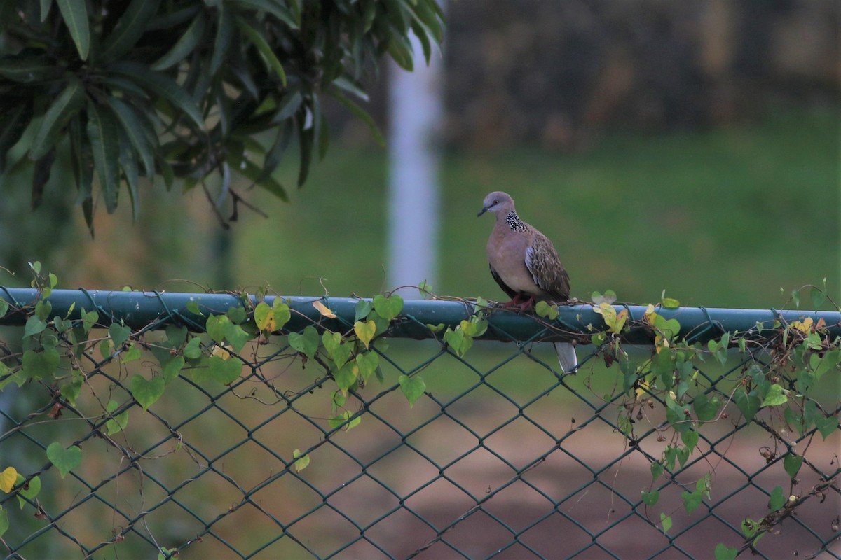 Spotted Dove - ML209561721