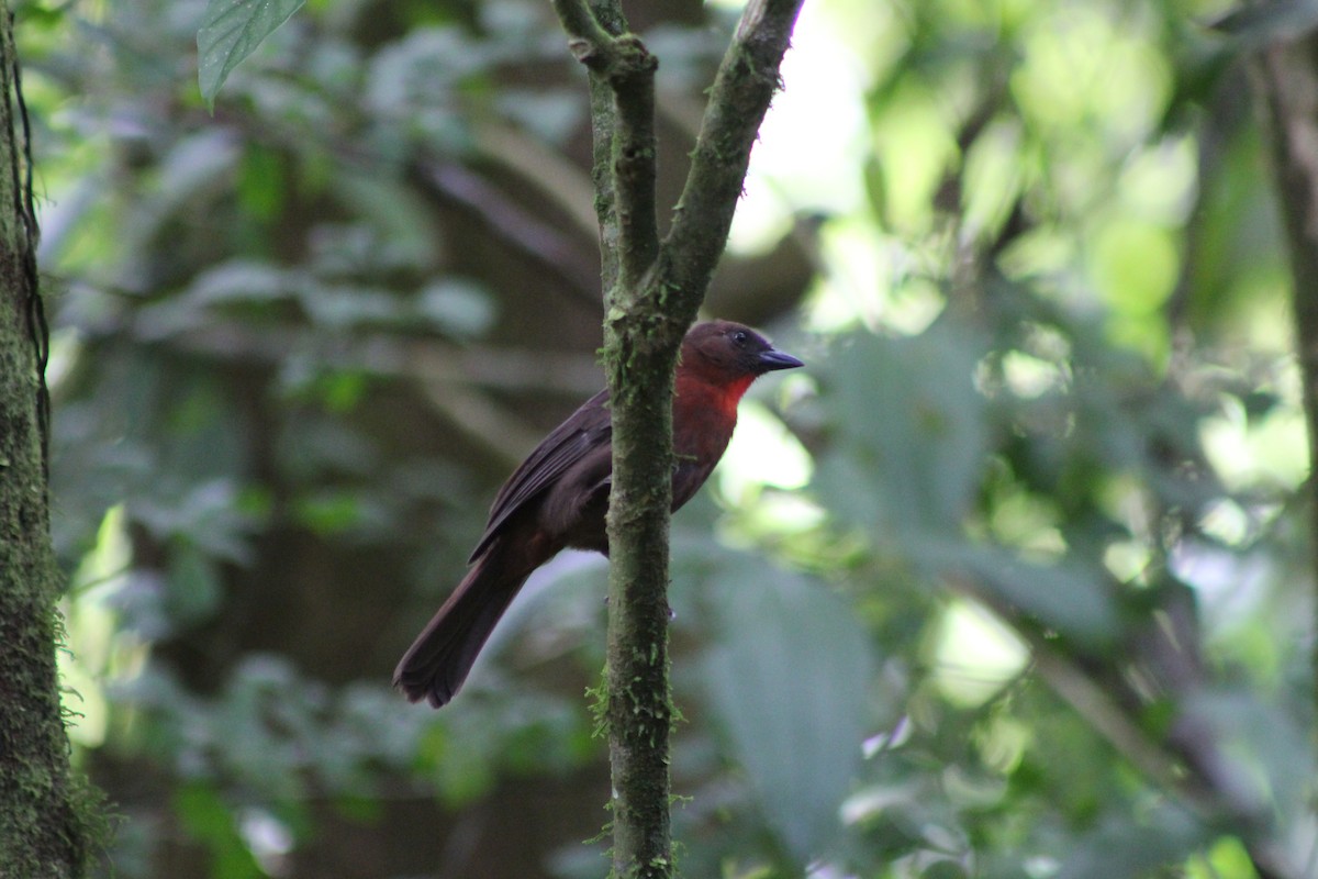 Red-throated Ant-Tanager - ML209563271
