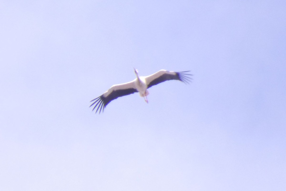 White Stork - ML209563601