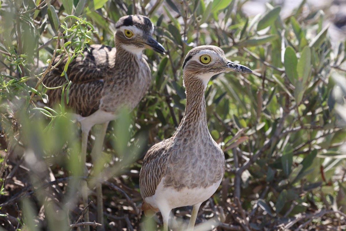Double-striped Thick-knee - ML209564611