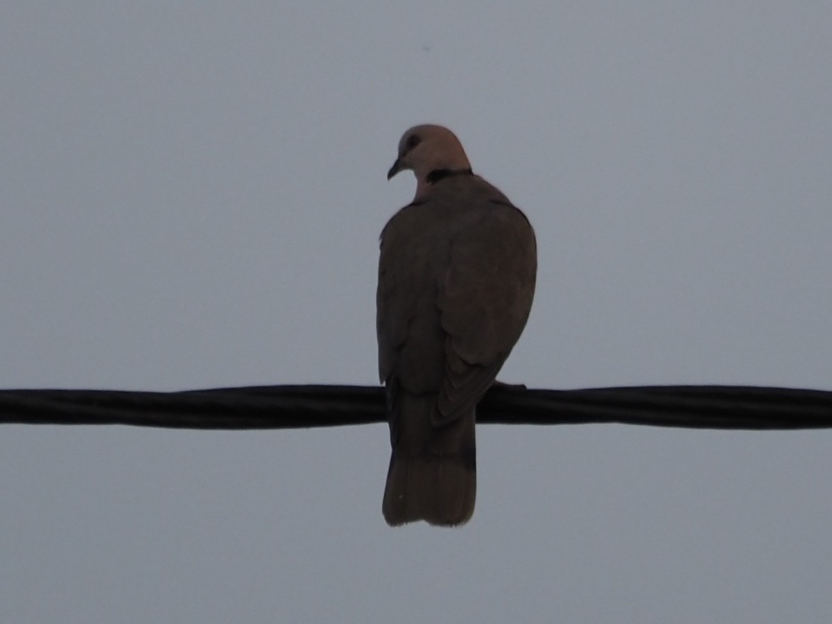 Red-eyed Dove - ML209567191