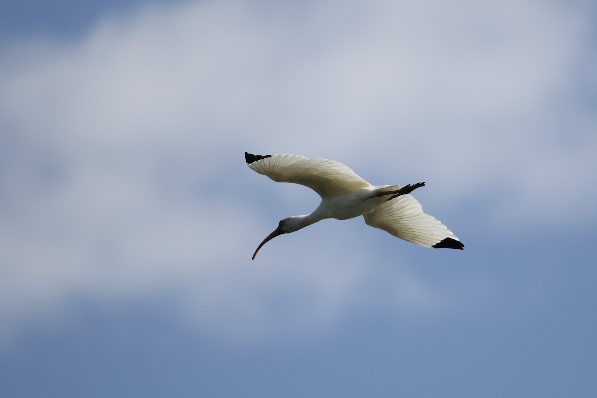 ibis bílý - ML209567211