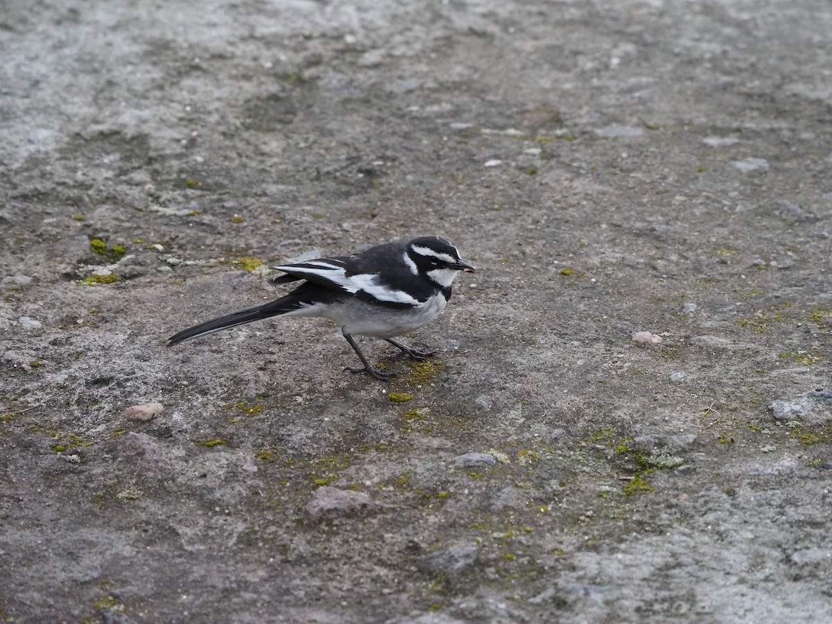 African Pied Wagtail - ML209567501