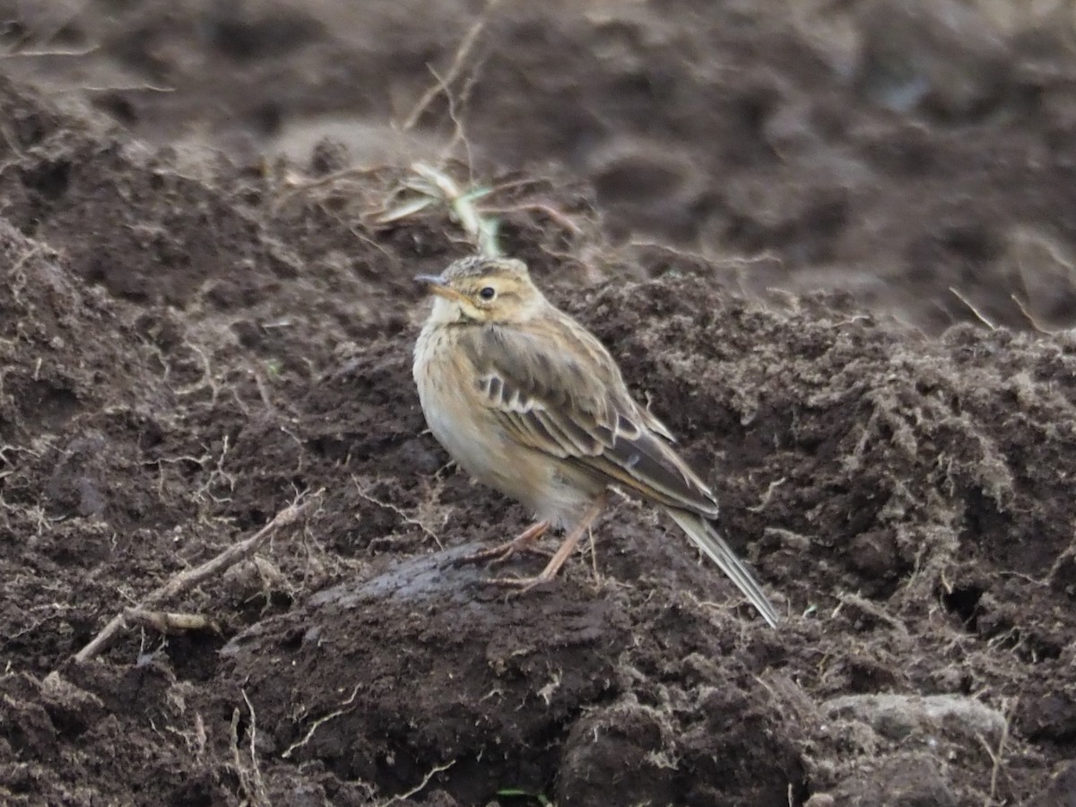 African Pipit - ML209567981