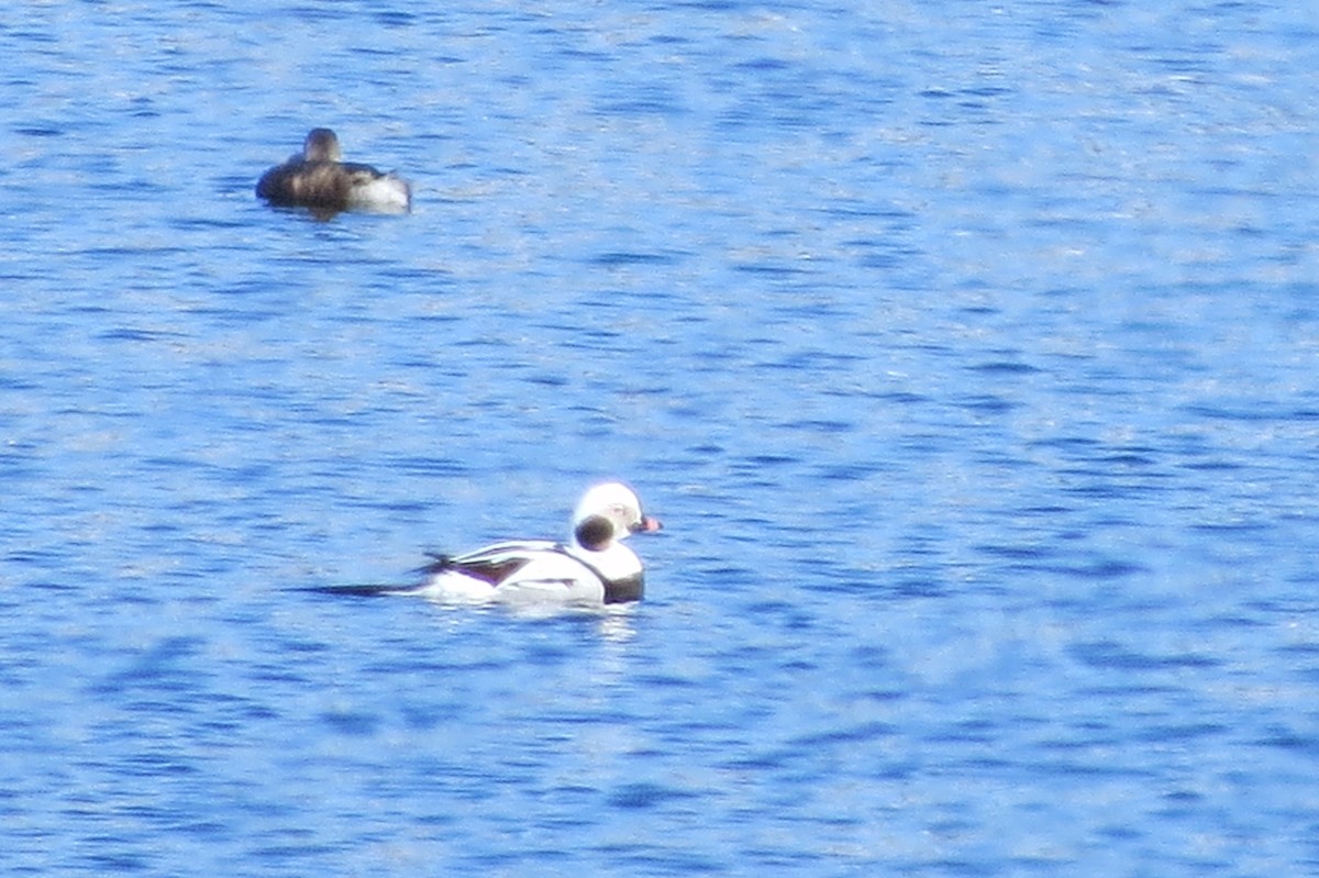 Long-tailed Duck - ML209570381