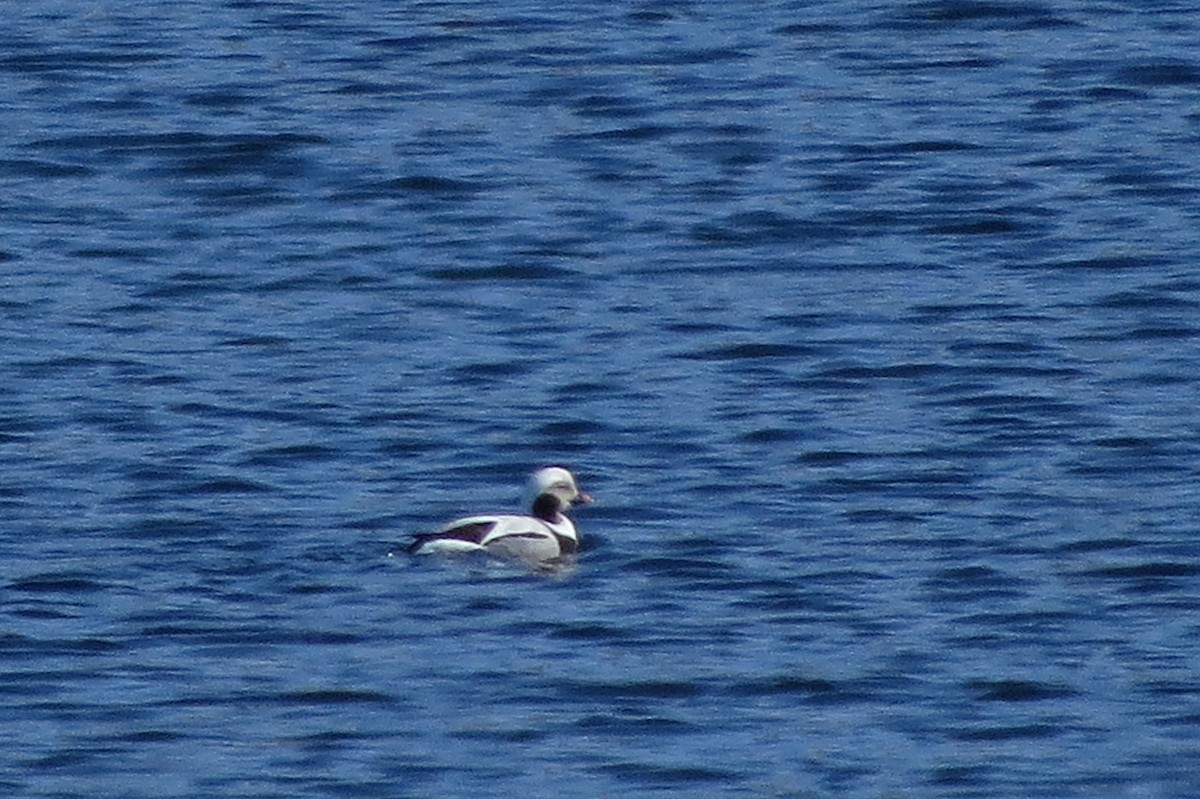 Long-tailed Duck - ML209570391