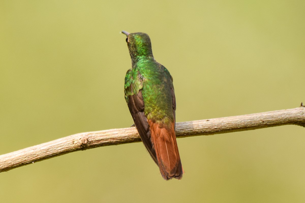 Rufous-tailed Hummingbird - Alison Bentley