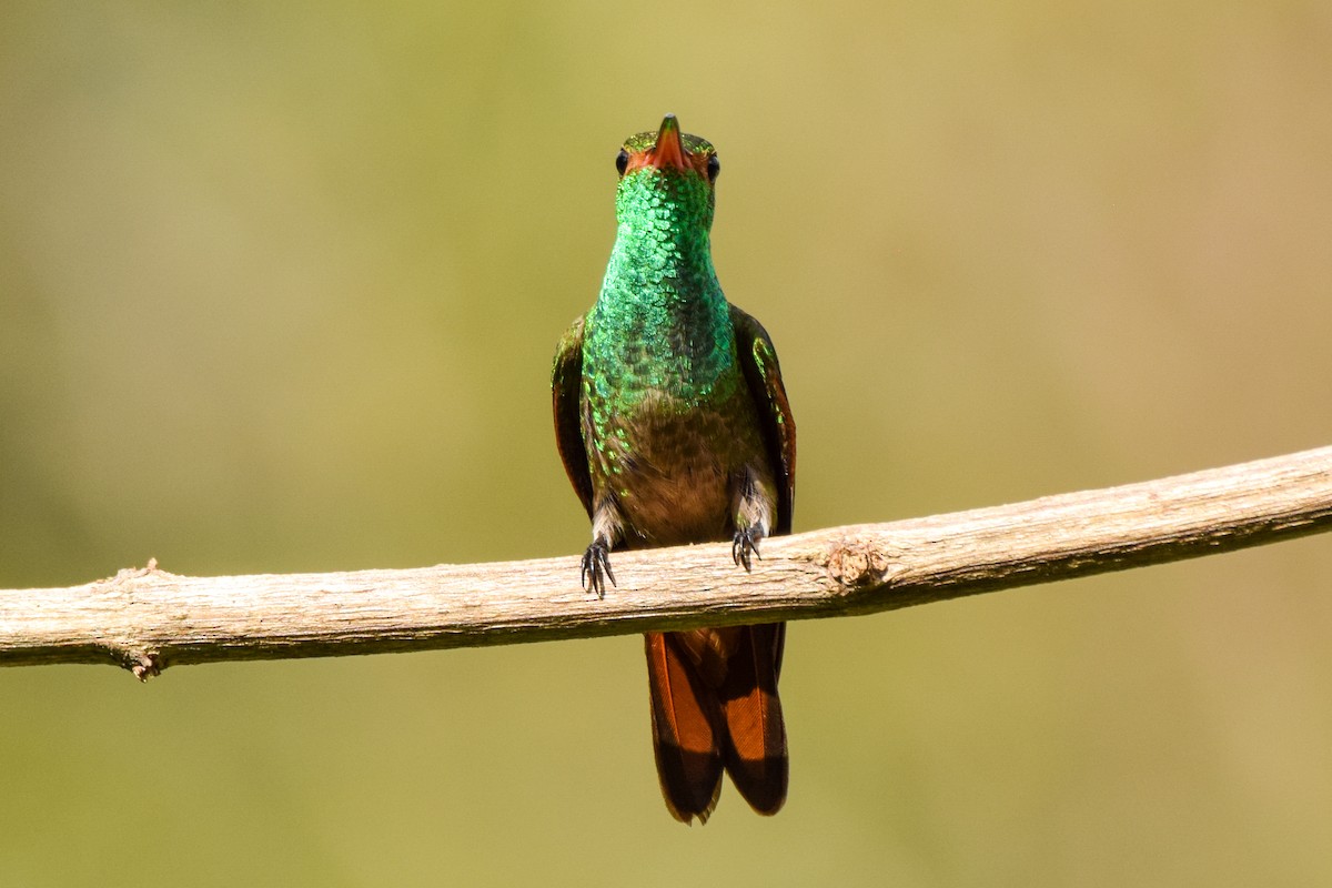 Rufous-tailed Hummingbird - Alison Bentley
