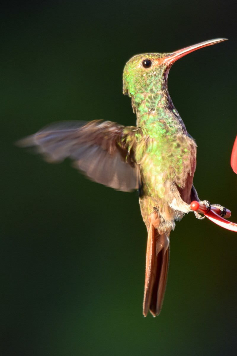 Rufous-tailed Hummingbird - ML209571871