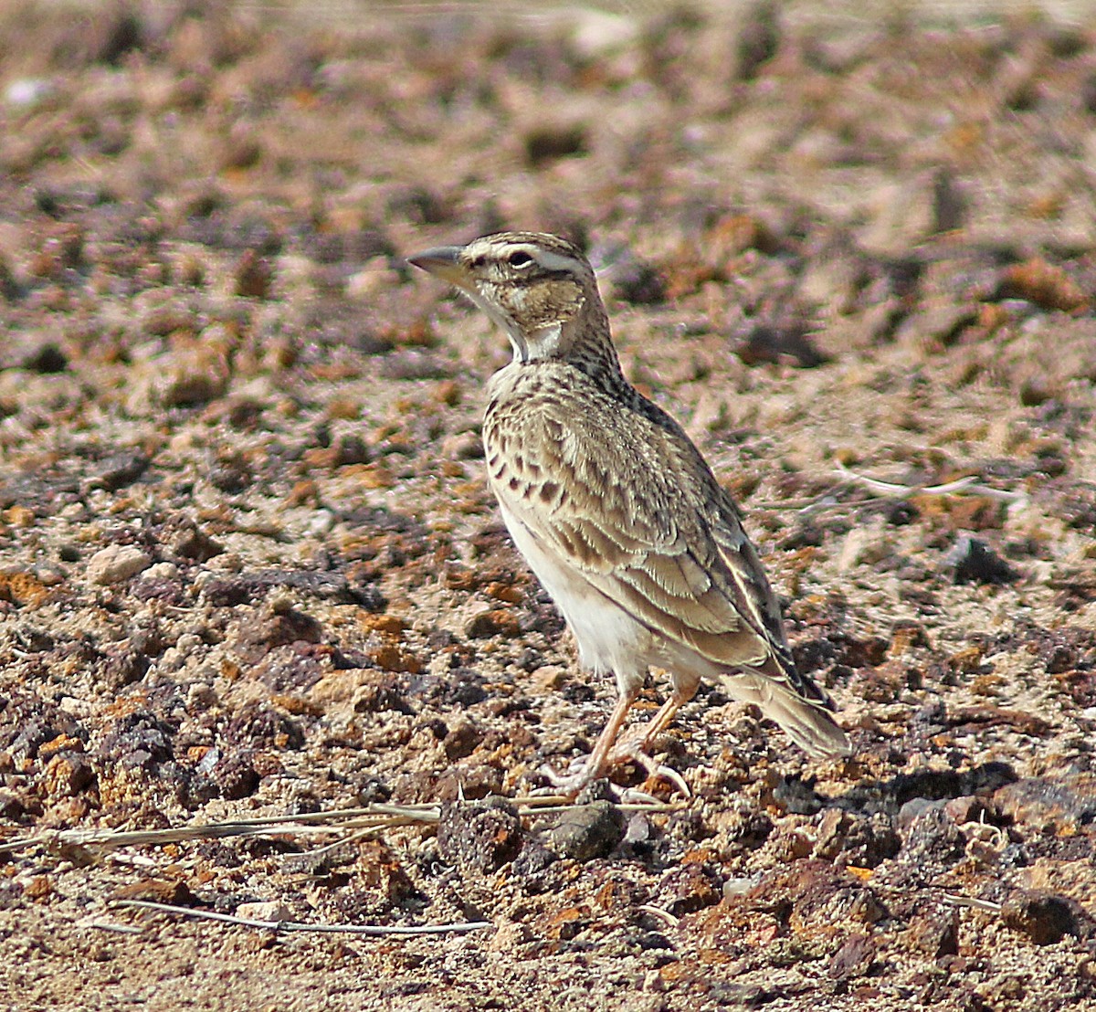 Bimaculated Lark - Andy Warr