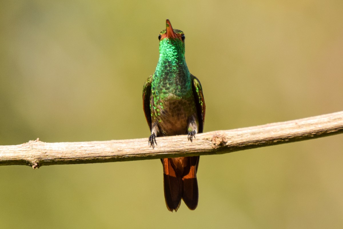 Rufous-tailed Hummingbird - ML209572041