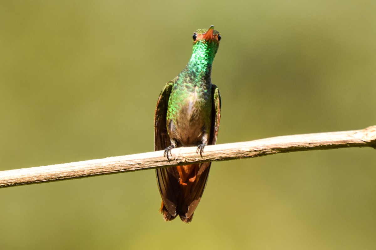 Rufous-tailed Hummingbird - ML209572161