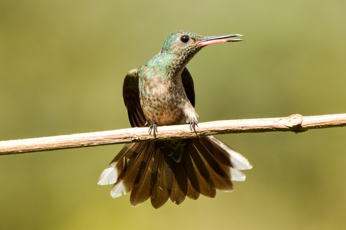 Scaly-breasted Hummingbird - Alison Bentley