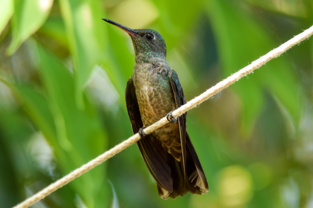 Scaly-breasted Hummingbird - Alison Bentley