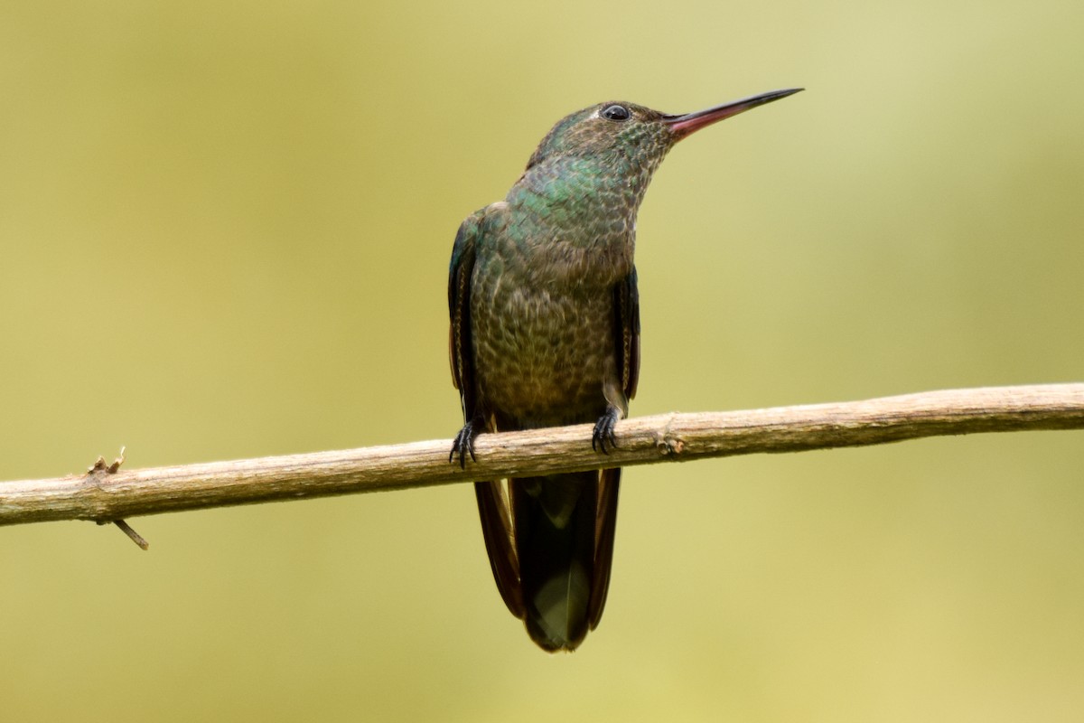 kolibřík skvrnitoprsý - ML209573551