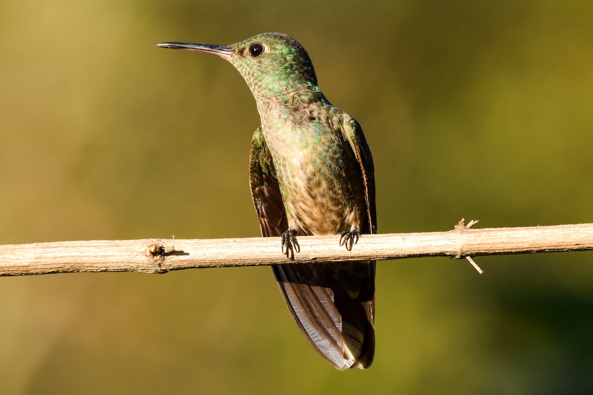 kolibřík skvrnitoprsý - ML209574351