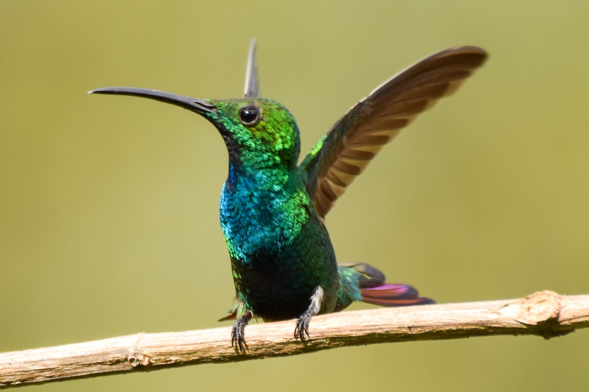 kolibřík panamský - ML209574411