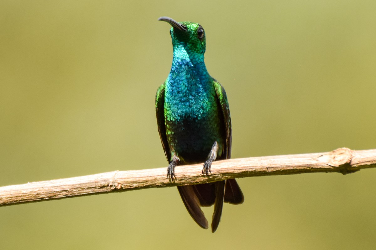 kolibřík panamský - ML209574471