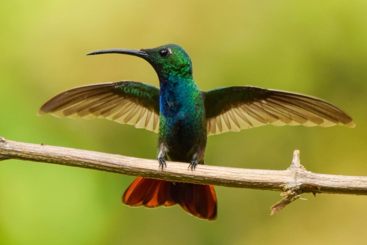 kolibřík panamský - ML209574691