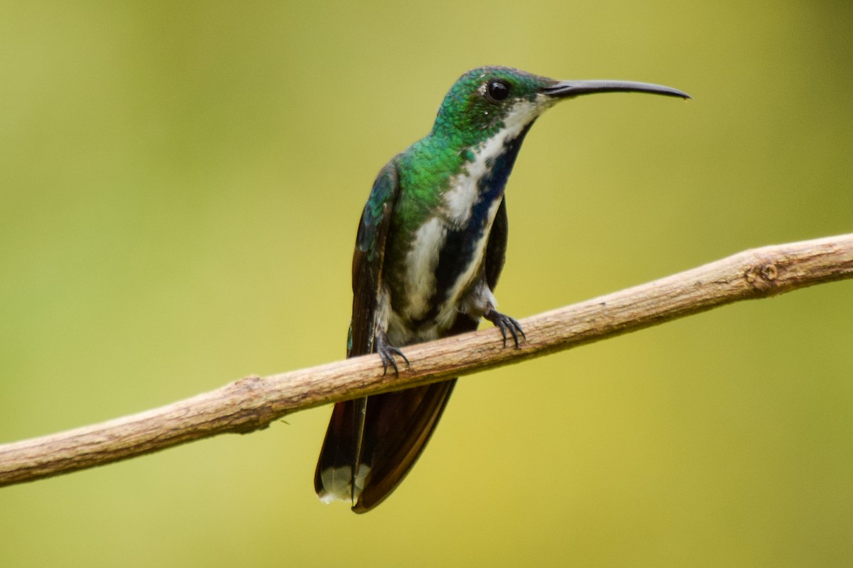 kolibřík panamský - ML209574921