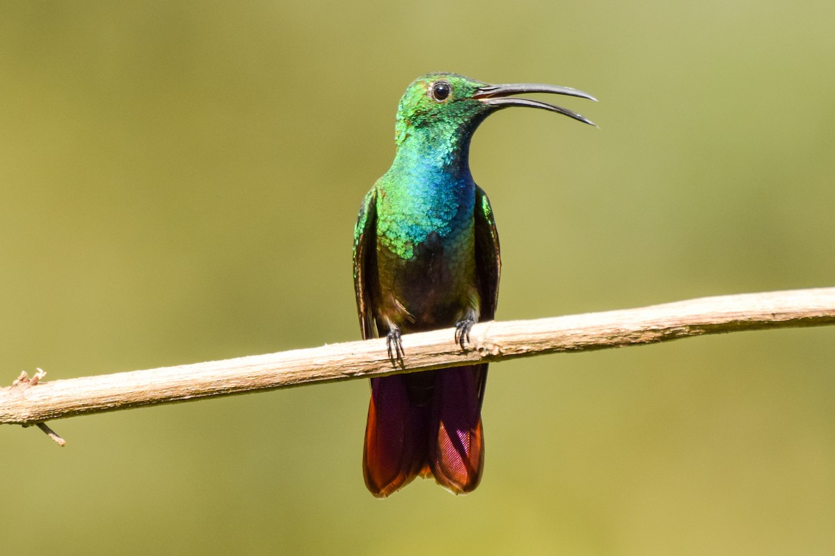 kolibřík panamský - ML209575111