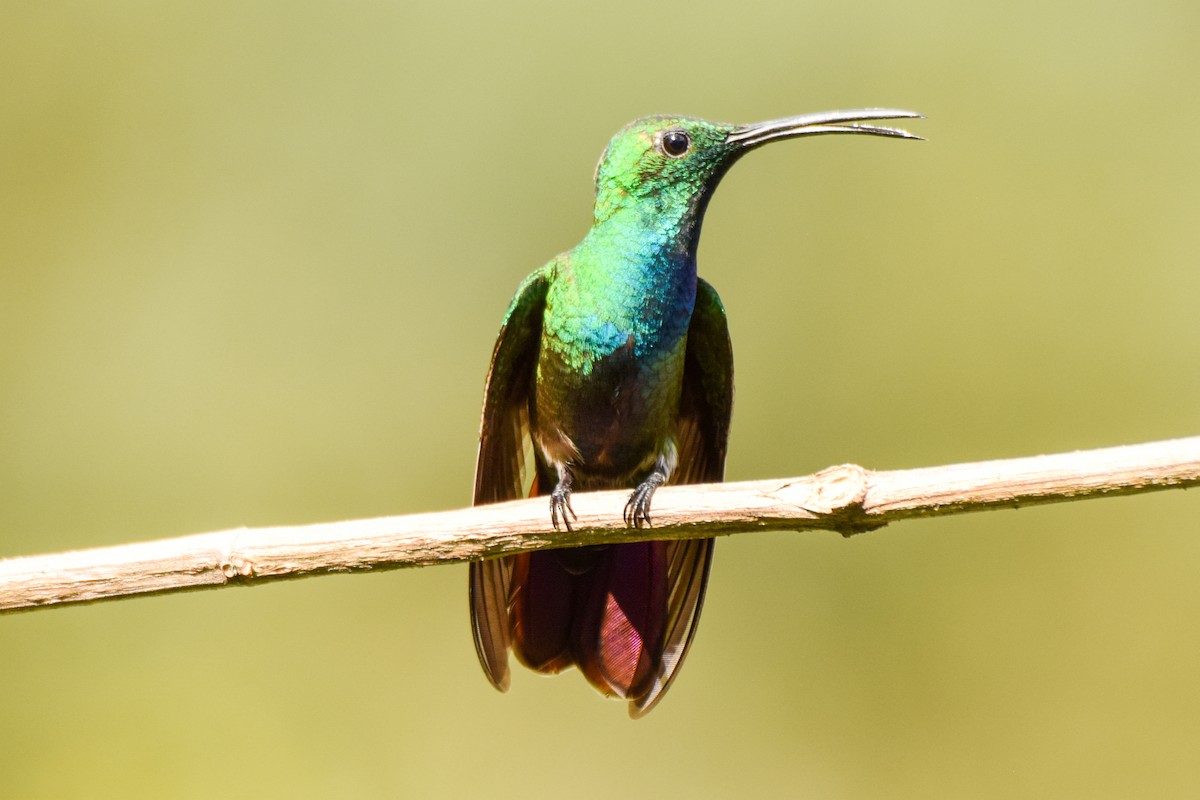 kolibřík panamský - ML209575151