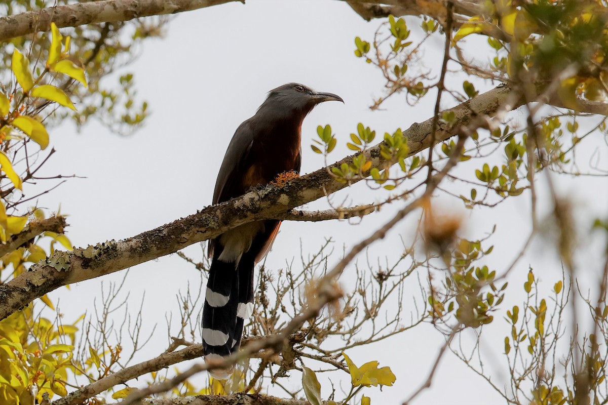Bay-breasted Cuckoo - ML209575901