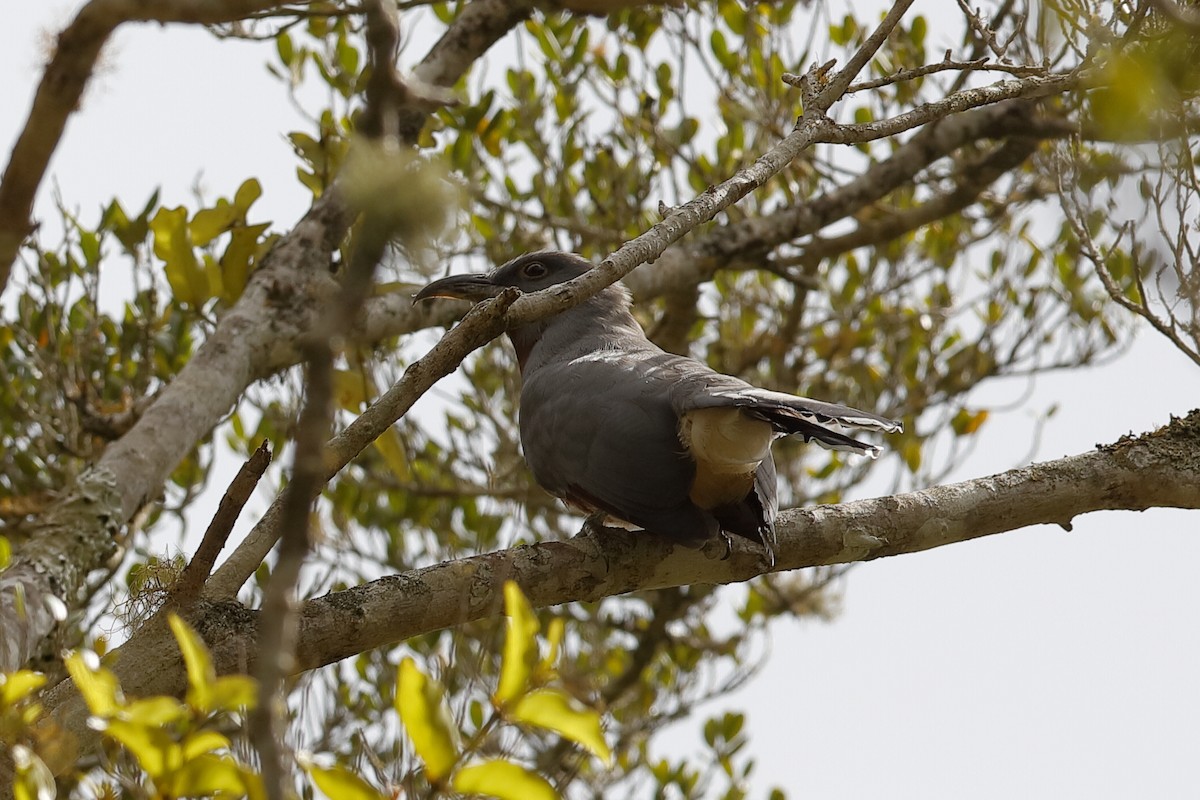 Bay-breasted Cuckoo - ML209575911