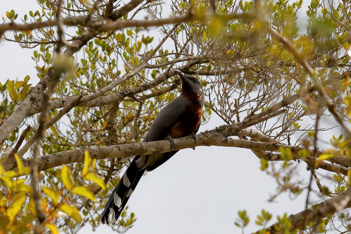 Bay-breasted Cuckoo - ML209575921