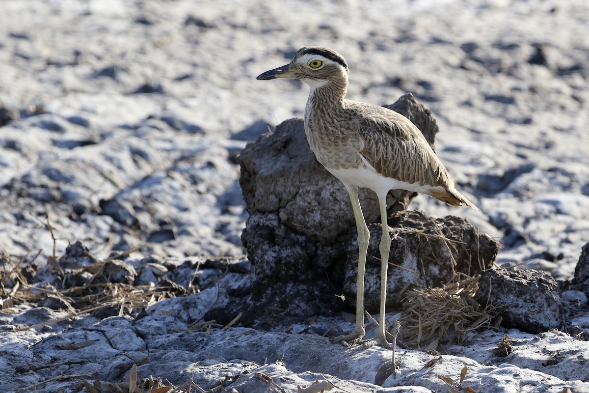 Double-striped Thick-knee - ML209578801