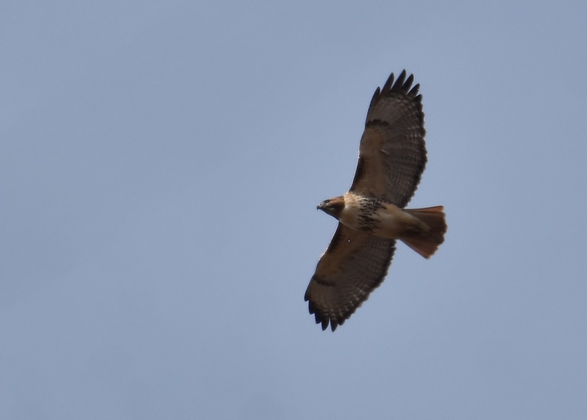 Red-tailed Hawk - ML209579061
