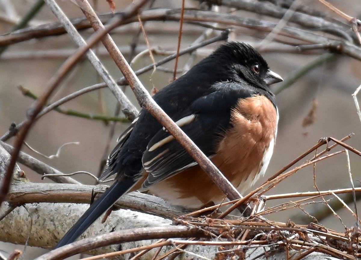 Eastern Towhee - Don Carbaugh