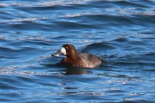 Greater Scaup, ML209579381