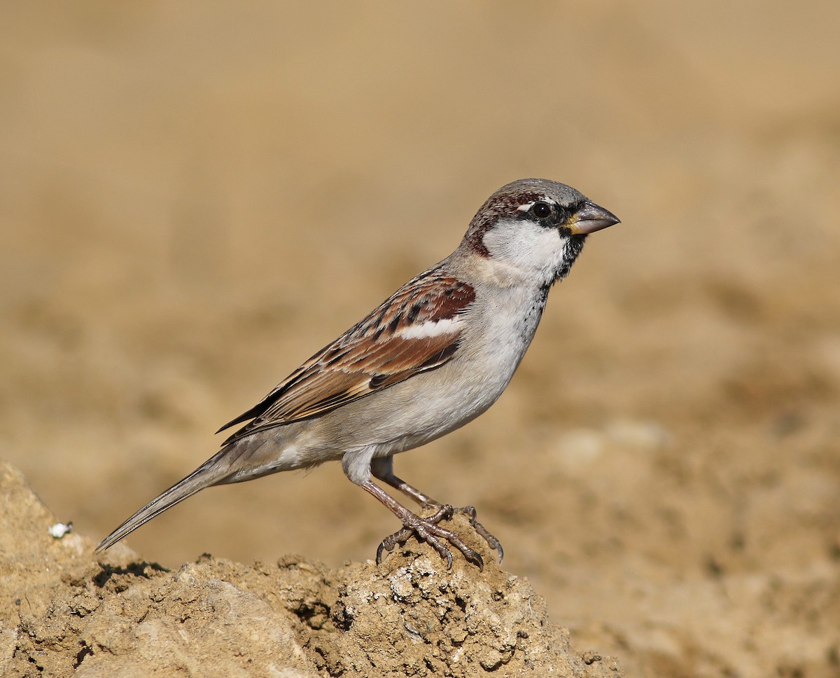 House Sparrow - Andy Warr