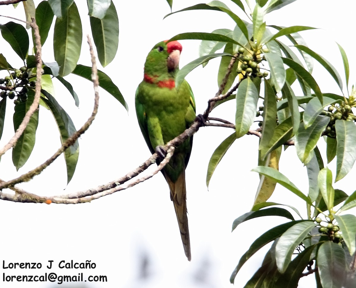 Scarlet-fronted Parakeet - Lorenzo Calcaño