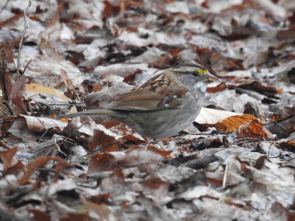 White-throated Sparrow - ML209582821