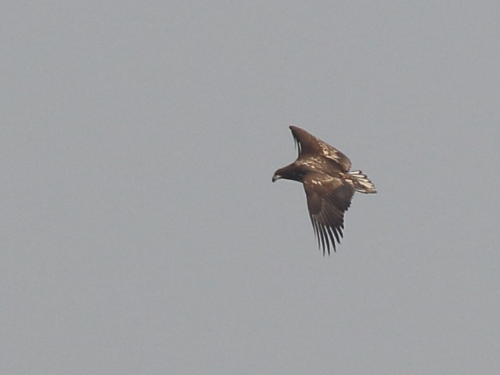 White-tailed Eagle - ML209587841